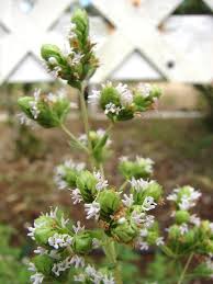 Image result for Origanum