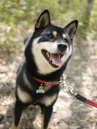 Black And Tan Shiba Inu 