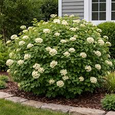 Image result for Aframomum wuerthii