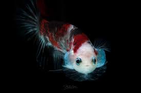 Double tail (betta splendens) color: Is This A Koi Or Betta Fish Siamese Fighting Fish By Bettaboy