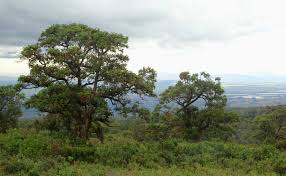 Image result for Hagenia abyssinica