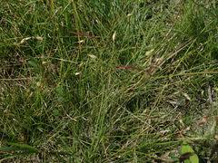 Image result for Scleria lateritica