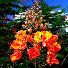 Image result for Buchnera pulcherrima