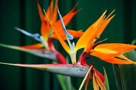 Hin und wieder bieten wir dir auch ausgefallene, exotische oder als besondere geschenkidee geeignete blumenvariationen an. Exotische Blumenstrausse Online Bestellen Blumenversand24