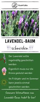 Lavendel Baum Lavendel Als Baumchen Fur Beet Topf Bei Lavendel Denkt Man Vermutlich Zunachst An Breite Beete Voll Lavendel Baum Krauter Anpflanzen Lavendel