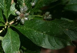 Image result for Chazaliella abrupta