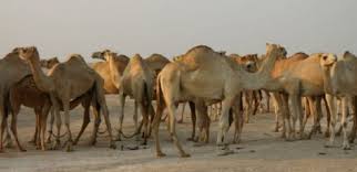 The emmy and alfred dupont award winning documentary on the plight of child camel jockeys in the middle east and ansar burney's mission to save thousands of children from modern day slavery. Abu Dhabi Rich Pay Millions For Camels While Arab World Stays Poor Green Prophet
