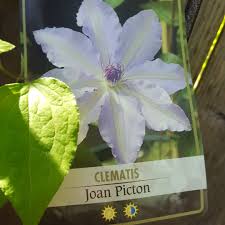 Check spelling or type a new query. Clematis Joan Picton Clematis Joan Picton In Gardentags Plant Encyclopedia