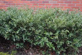 Image result for Caloncoba suffruticosa