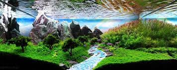 Paisajismo Acuatico Planted Aquarium Peces De Acuario