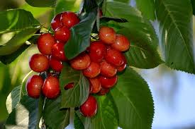 Trees, bushes, shrubs, ferns, and vines. Cherries Red Is Sweet Susskirchen Tree Cherry Tree Leaves Leaf Plant Part Fruit Food Pxfuel