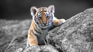 1280 x 960 jpeg 183 кб. Kawaii Tiger Wallpapers Top Free Kawaii Tiger Backgrounds Wallpaperaccess