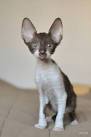 Welcome to Ruzlin Cattery Cornish Rex Cats & Kittens