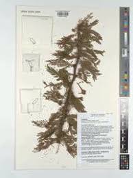 Image result for Acacia kirkii