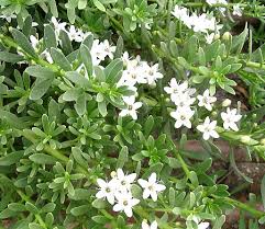 We did not find results for: Malago Plantscapes Myoporum Parvifolium Broadleaf Variety Creeping Boobialla A Drought And Frost Tolerant Ground Cover Ground Cover Spreading To Over 1 Meter Myoporum Grows Little White Star Shape Flowers From Around