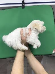 Beyaz Maltese Terrier Yavrularimiz Beyaz Maltese Terrier Yavrularimiz Kopek Kopekseverler Kopeksahiplendirme Kopekyavrusu Evcilh Evcil Hayvanlar Kopek