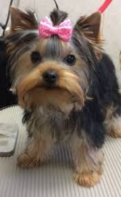 This will produce what is called parti yorkies. 5 Best Yorkie Breeders In Pennsylvania 2021 We Love Doodles