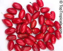 Image result for Synsepalum