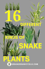 We've also got top tips on how to care for snake plants. 94 Best Types Of Snake Plants Ideas Snake Plant Plants Sansevieria Plant