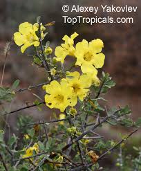 Image result for Rhigozum brevispinosum