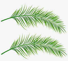 Discover 98 free palm leaves png images with transparent backgrounds. Transparent Palm Leaves Png Image Transparent Png Free Download On Seekpng