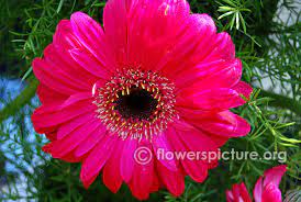 Ommon Name Gerbera Pink Transvaal Daisy Pink Gerbera Daisy Botanical Name Gerbera Hybrida Family Asterales Order Gerbera Ornamental Plants Gerbera Daisy