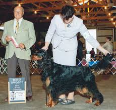 Gordy ·over 4 weeks ago on petfinder.com. Lyric Gordon Setters Columbus Wi 53925 920 350 1212