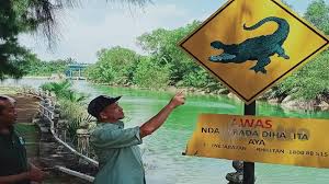 Buaya sendiri memang memiliki banyak jenis. Sungai Kesang Ada Buaya Tembaga