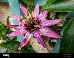 Image result for Passifloraceae
