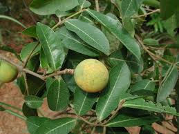 Image result for Landolphia rufescens