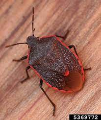 These stink bugs lay batches of 20 to 90 eggs in large nests. Nmsu Conchuela Stink Bug In New Mexico Cotton Html