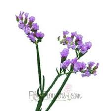Tissue Culture Statice Lavender Flower Fiftyflowers Com Lavender Flowers Wholesale Flowers Flower Bouquet Wedding
