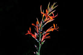 Image result for Cannaceae