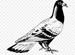 Burung merpati adalah film indonesia yang dibintangi antara lain oleh nurlaila dan bambang hermanto. Book Black And White Png Download 1024 743 Free Transparent Columbidae Png Download Cleanpng Kisspng