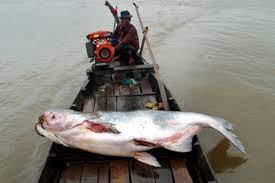 The government has set up 30 parks and reserves to protect its animals, but their survival is in doubt because much of their habitat has been cleared for lumber or to grow crops. Mekong Giant Catfish Facts And Photos