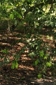 Image result for Hirtella zanzibarica