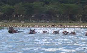 Select from premium lake naivasha of the highest quality. Lake Naivasha Nationalpark Bei Nairobi Kenia