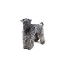 All infomation about breed, sales and adoptions. Kerry Blue Terrier Puppies Petland Batavia Il