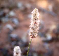 Image result for Kyphocarpa angustifolia