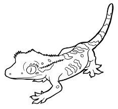 Click the gecko coloring pages to view printable version or color it online (compatible with ipad and android tablets). Animal Facts Coloring Sheets Long Island Children S Museum