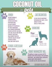 Not Just A Fad Coconut Oil For Cats Dog Remedies Coconut Oil For Dogs