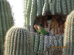 In may and june, the cactus bears creamy white flowers with yellow centers that the saguaro cactus lives in an especially rocky terrain consisting of desert slopes and flats. While Looking For Bees In The Scottsdale Area I Found These Two Green Parrots Nesting In A Saguaro Cactus Cactus Pet Birds Parrot