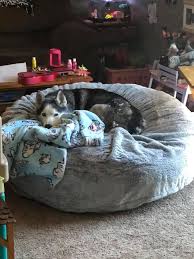 Today, this form of furniture is making a comeback as there are so many different shapes and styles to choose from and the comfort and versatility afforded by bean bag. My Mom Had Bought A Big Memory Foam Bean Bag Chair For My Little Sister Husky