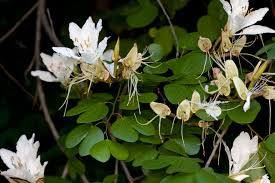 Image result for Bauhinia bowkeri