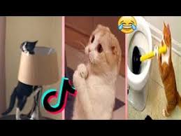 Funny Cats Videos Compilation Tik Tok Pets 5 In 2020 Funny Cat Videos Cats Pet 5