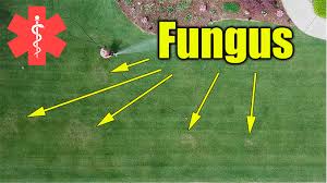 Dollar spot is a problem on bermudagrass and zoysiagrass. Lawn Fungus Treatment Lawn Care