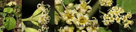 Image result for Cordia monoica
