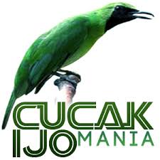 Cucak ijo (ci) adalah salah satu burung kicauan yang memiliki banyak penggemar dan yang popularitasnya paling awet dibanding burung kicauan jenis lainnya. Cucak Ijo Mania Home Facebook