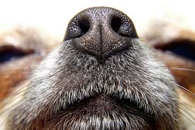 Do you think cats can sense spirits? If Dogs Can Smell Cancer Why Don T They Screen People Live Science