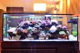 Akvodecor Galeri Aquarium Air Laut Terbaik Di Indonesia Aquarium Aquarium Air Tawar Air Tawar